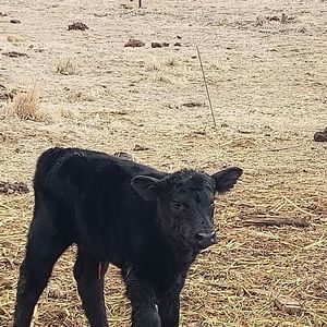 Meet your Posher, Jeannie